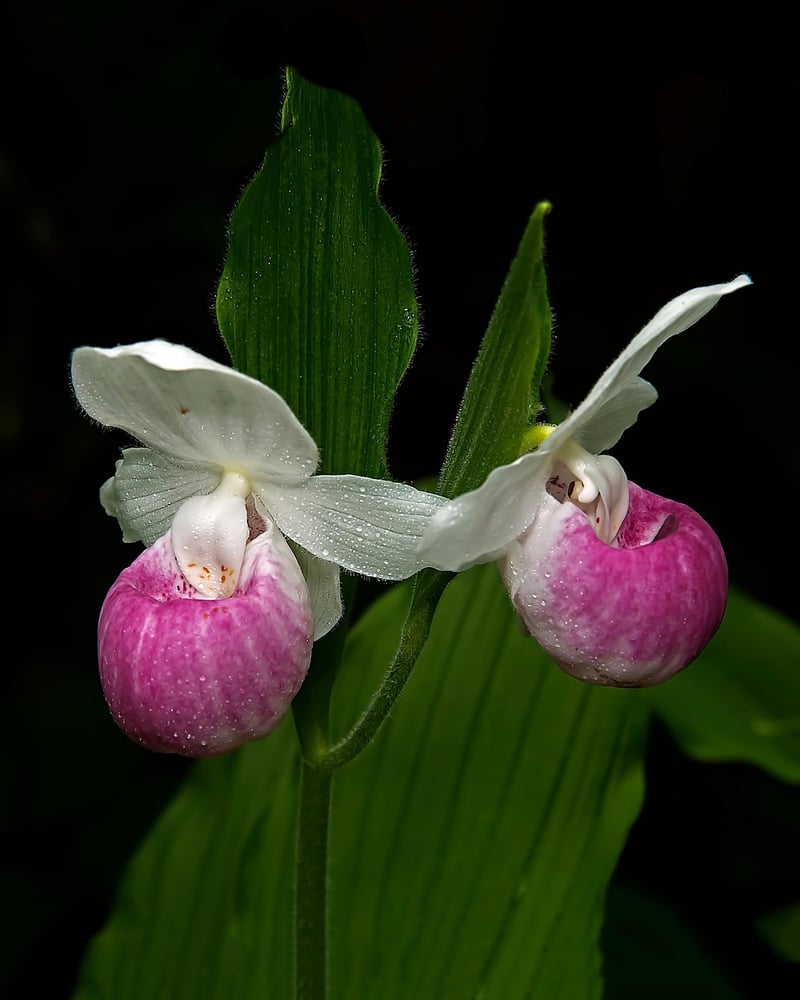 Fairy Slipper Orchid