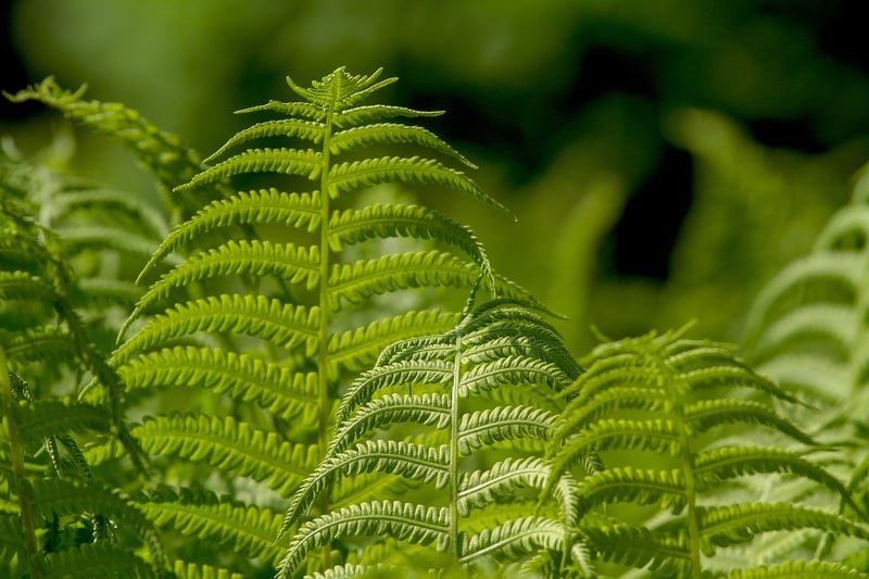 Phoenix Feather Fern